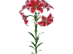 lily tiger pink 3D Model