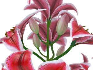 lily tiger pink 3D Model