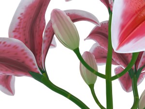 lily tiger pink 3D Model