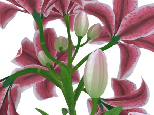 lily tiger pink 3D Model