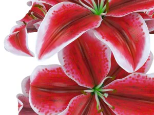 lily tiger pink 3D Model