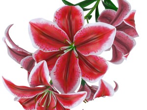 lily tiger pink 3D Model