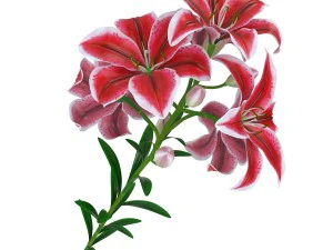 lily tiger pink 3D Model