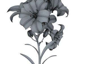 lily tiger pink 3D Model
