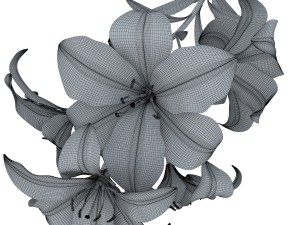lily tiger pink 3D Model