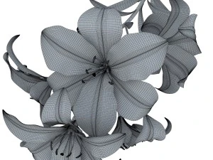 lily tiger pink 3D Model