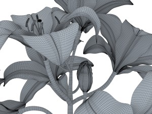 lily tiger pink 3D Model