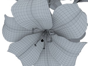 lily tiger pink 3D Model