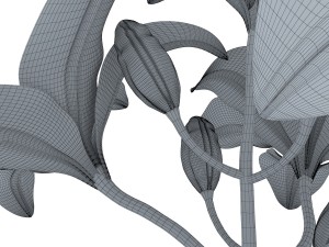 lily tiger pink 3D Model
