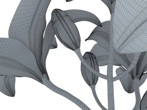 lily tiger pink 3D Model
