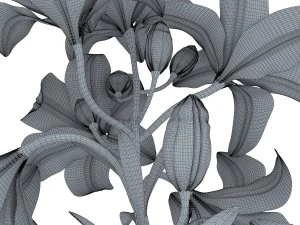 lily tiger pink 3D Model