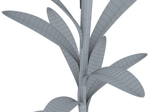 lily tiger pink 3D Model