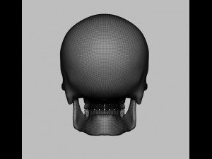 skull Modello 3D