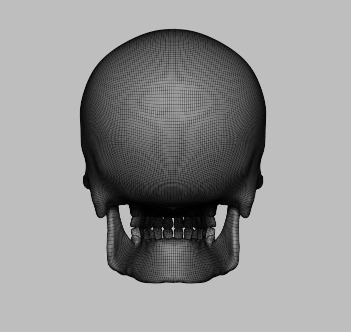 Skull 3d model