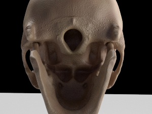 skull Modello 3D