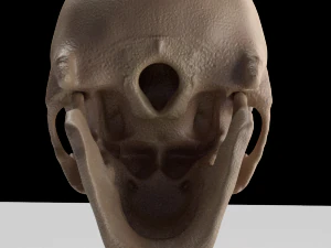 skull 3D Model