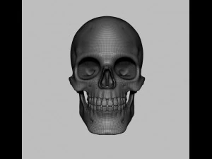skull 3D Model