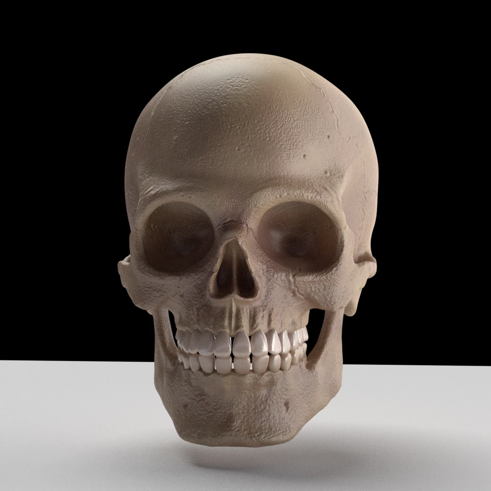skull 3D Model .c4d .max .obj .3ds .fbx .stl .blend 