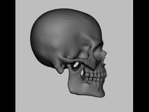 skull Modello 3D