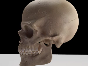 skull 3D Model