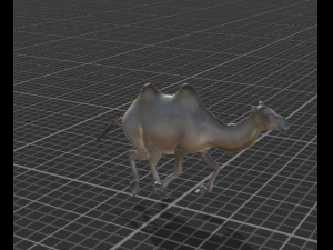 camelo do deserto Modelo 3D