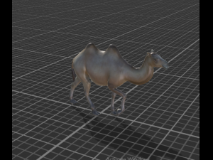 desert camel 3D 모델