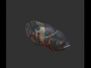 oscar fish 3D Model