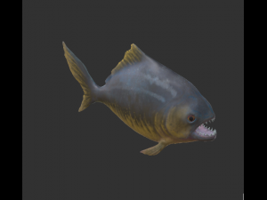 piranha 3D Model