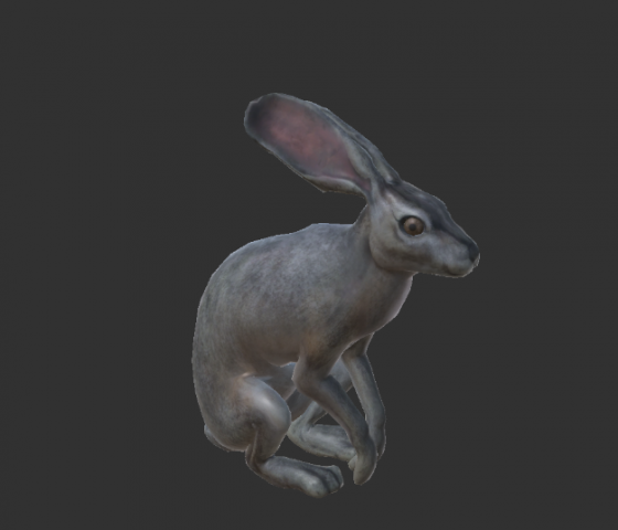 wild rabbit Modelo 3D .c4d .max .obj .3ds .fbx .stl .blend 