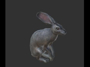 wild rabbit 3D Model