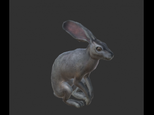 wild rabbit Modello 3D