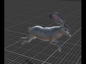 wild rabbit 3D Model
