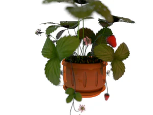 strawberries in a pot 3D Model
