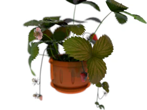 strawberries in a pot 3D Model