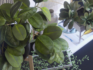 decorative set with ficus 3D Model