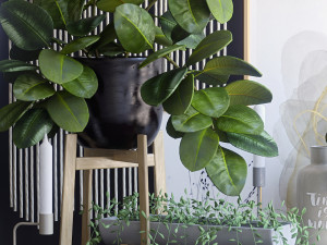 decorative set with ficus 3D Model