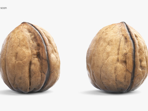 Low-Poly Walnut 3D Scan 5 LODs 3D Model