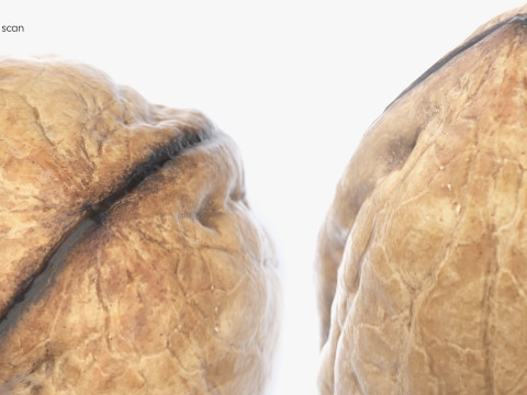 Low-Poly Walnut 3D Scan 5 LODs 3D Model