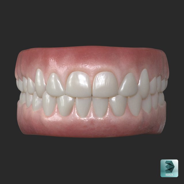Human Teeth Gums Modèle 3D .c4d .max .obj .3ds .fbx .stl .blend 