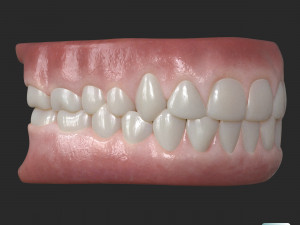 Human Teeth Gums Modèle 3D