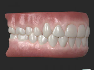 Human Teeth Gums 3D Model