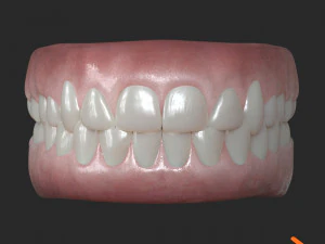 Human Teeth Gums 3D Model