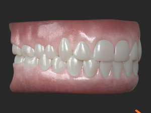 Human Teeth Gums Modèle 3D