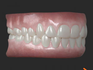 Human Teeth Gums 3D Model