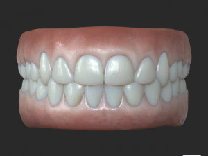 Human Teeth Gums 3D Model