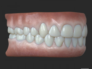 Human Teeth Gums Modèle 3D