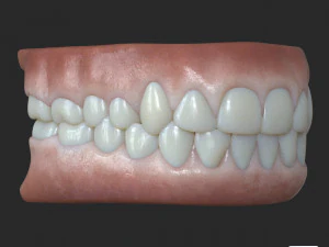 Human Teeth Gums 3D Model