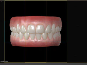 Human Teeth Gums 3D Model