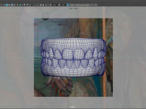 Human Teeth Gums 3D Model