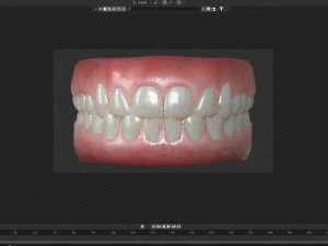 Human Teeth Gums 3D Model